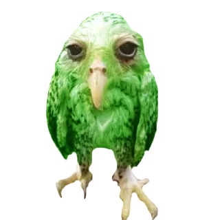 🦉