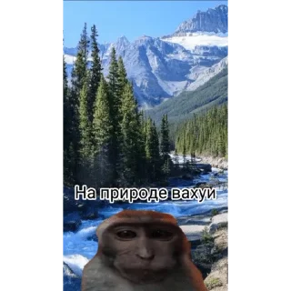 🐵