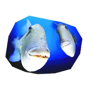 🐬