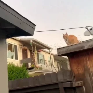 🐈