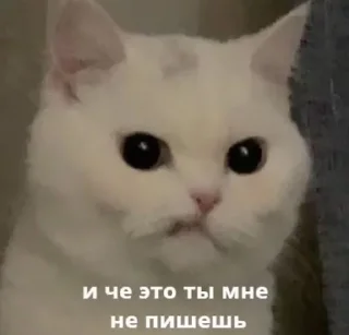 🤍
