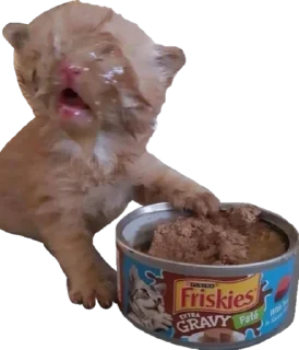 🥘