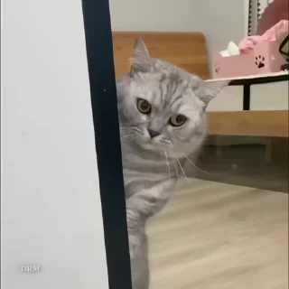 🐾