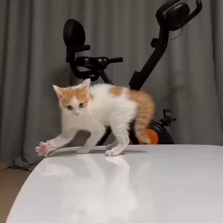 🐈