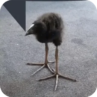🐦