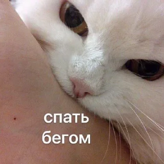 💤
