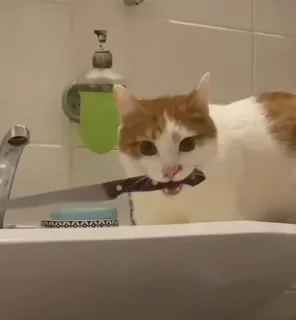 🐱