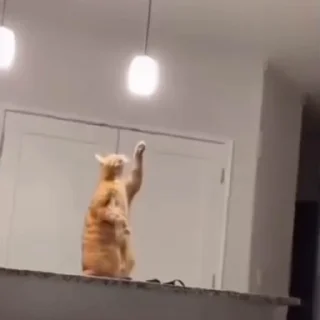 🐈