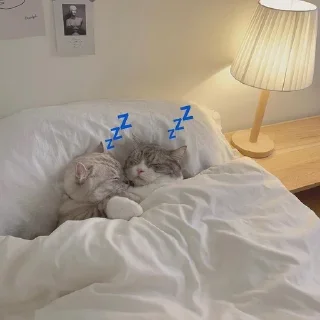💤