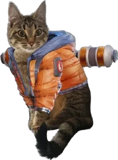🐱