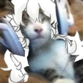 😼