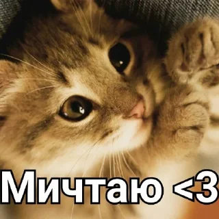 🐈