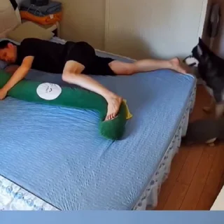 🐩