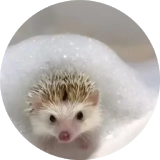 🦔