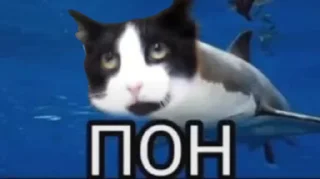 🦈