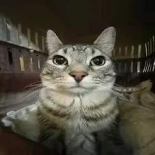 🌟