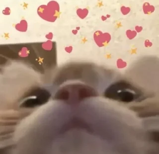 🐱