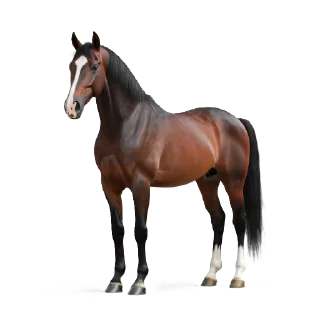 🐎