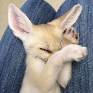 😴