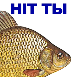 🐠