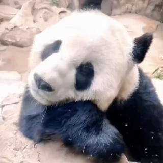 🐼