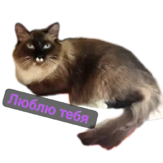 🐱