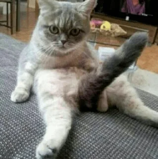 🐈