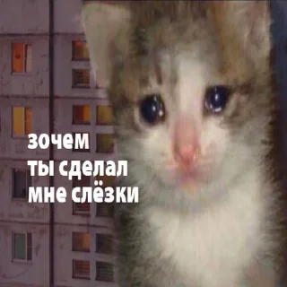😿