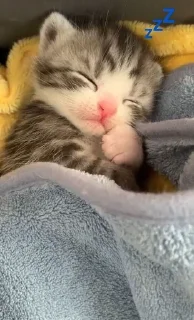 💤