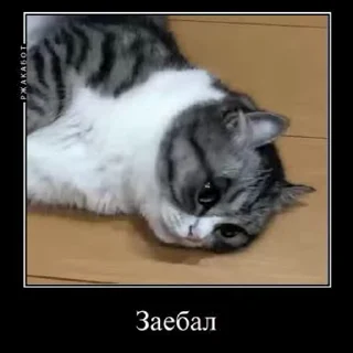😌
