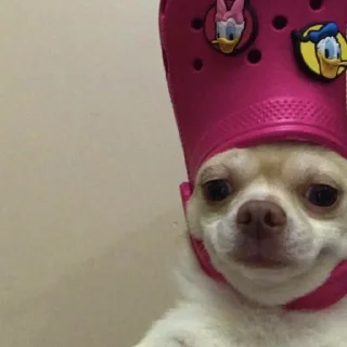 🐕