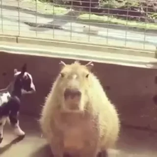 🐐